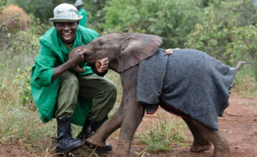 David Sheldrick Wildlife Trust