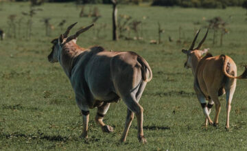 Two-elands-traverse-the-green-expanses-of-Masai-Mara