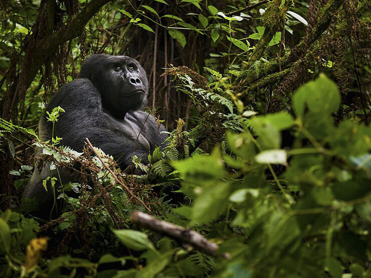 Mountain gorilla, Volcanoes National Park