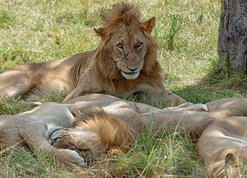 Masai Mara - Lion Family