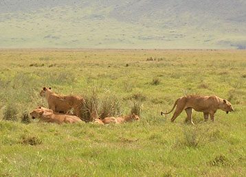 Ngorongoro1