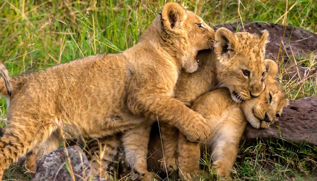 Lion Cubs happily playing