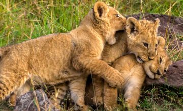 Lion Cubs happily playing