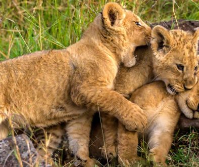 Lion Cubs happily playing