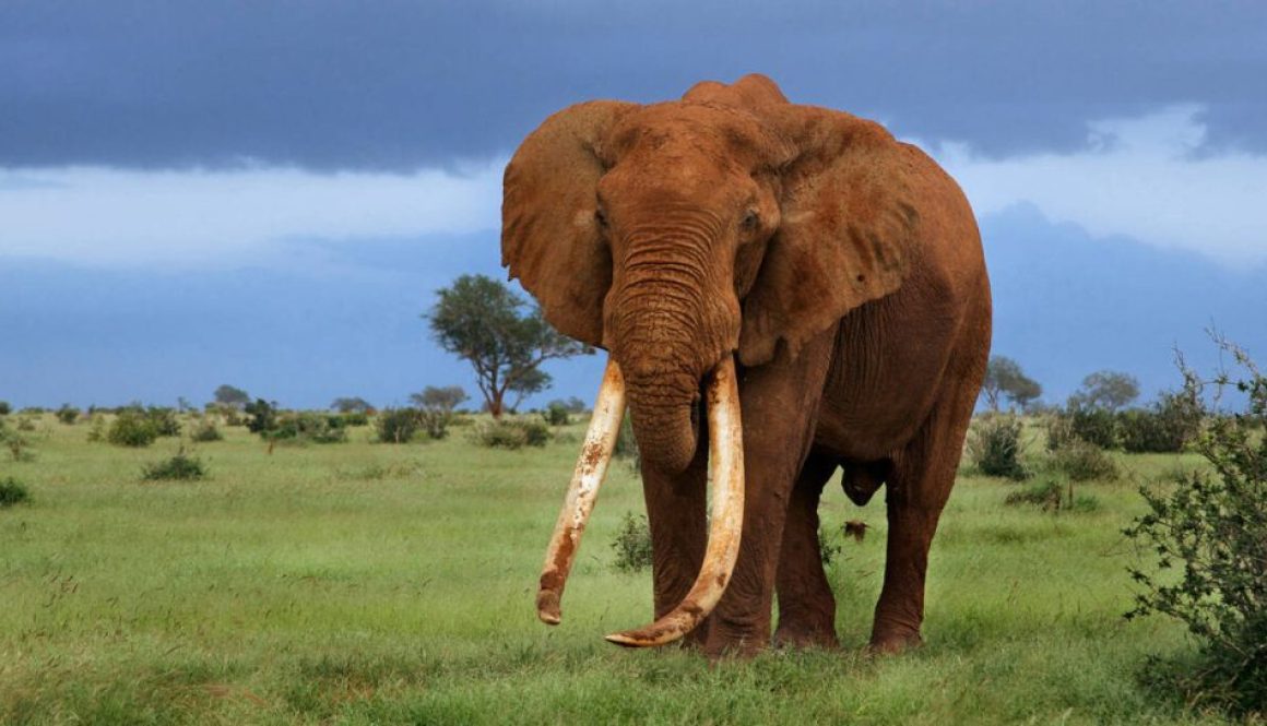 Planning a safari