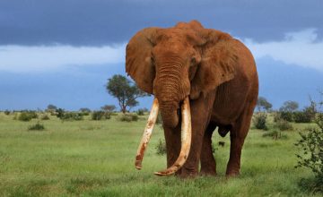 Planning a safari