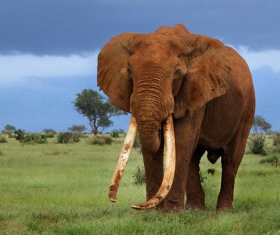 Planning a safari