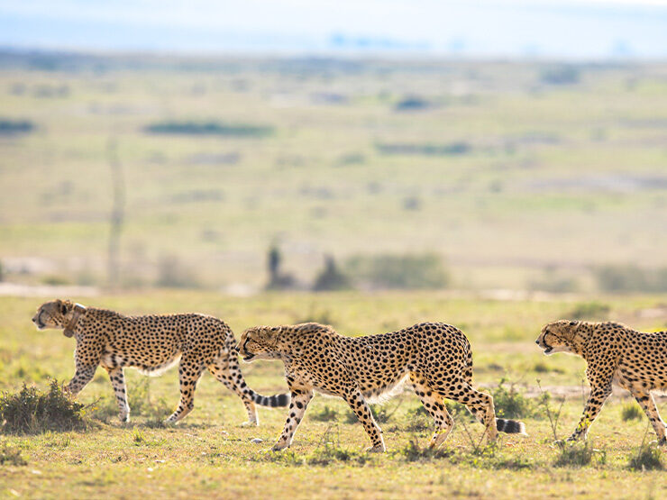 Kenya