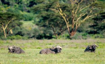 best time to visit kenya