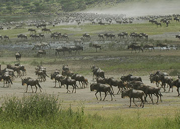 Serengeti